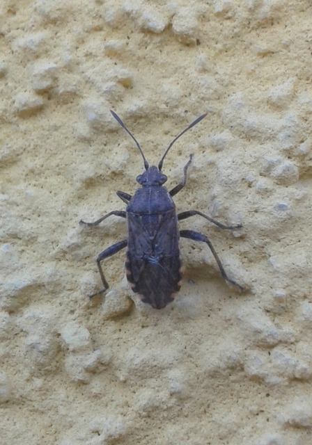 Rhopalidae - üvegpoloskák