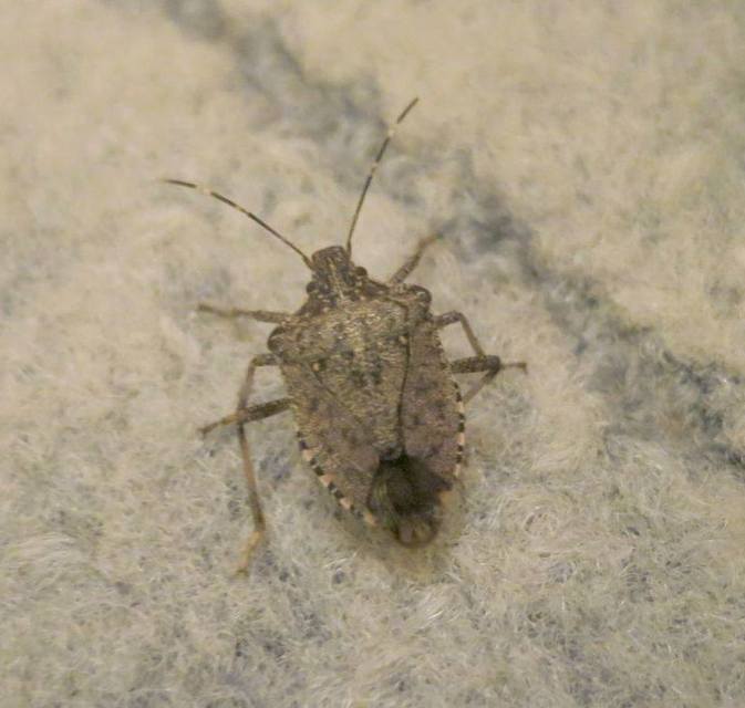 halyomorpha halys - Halyomorpha halys