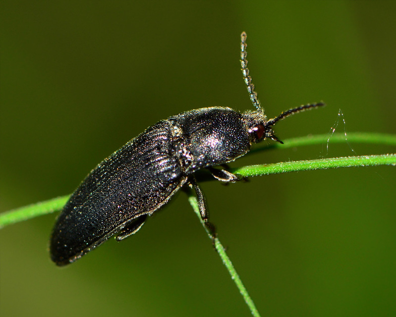 Cidnopus pilosus - szőrös pattanó