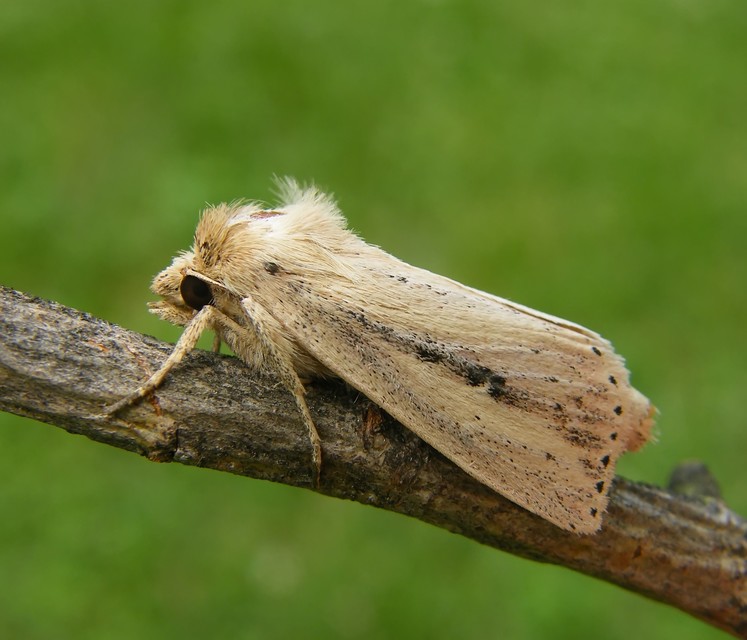 Globia sparganii - nagy nádibagoly