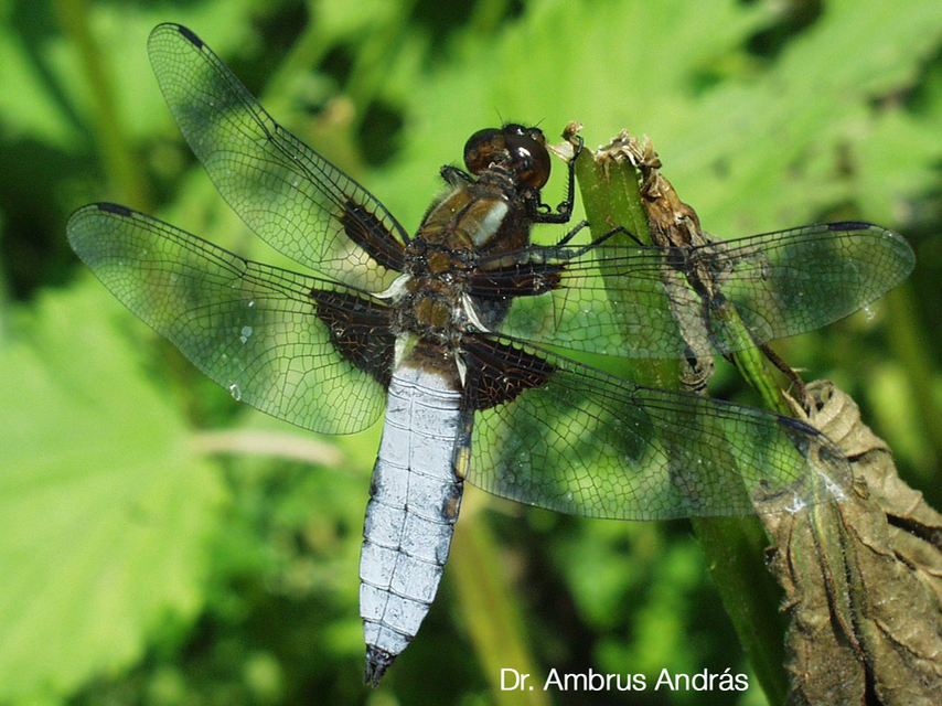 Libellula depressa - széles laposacsa