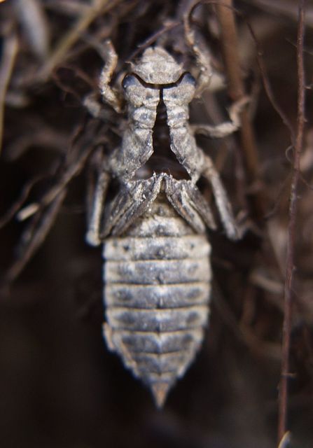 Ophiogomphus cecilia - zöld folyami-szitakötő