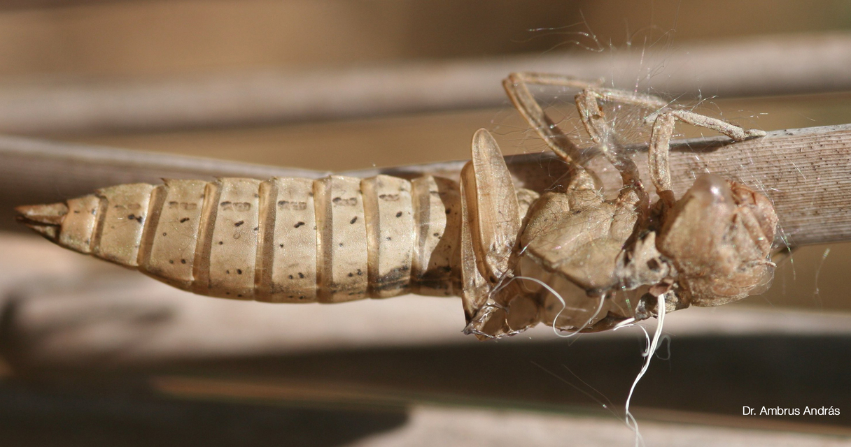 Brachytron pratense - szőrös karcsúacsa