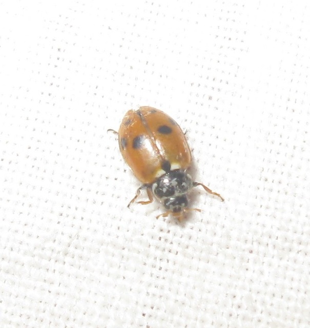 Hippodamia variegata - tizenhárompettyes katica