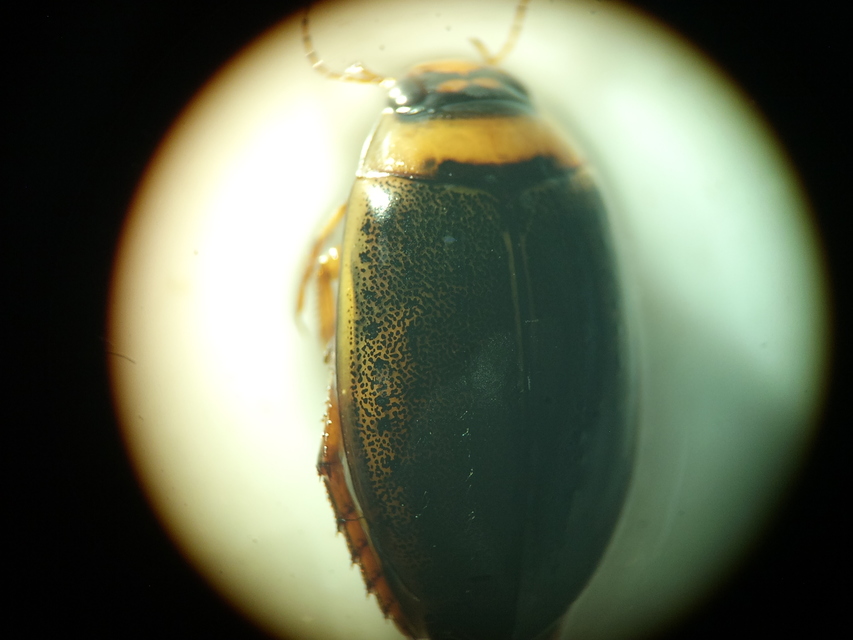 Rhantus bistriatus - sávosnyakú particsíkbogár Rhantus bistriatus - sávosnyakú particsíkbogár