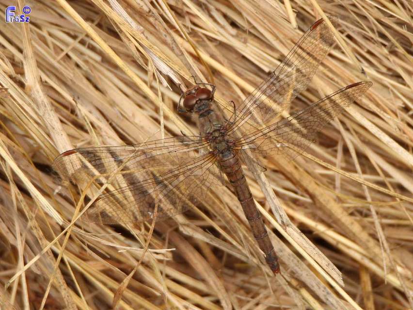 Sympetrum striolatum/vulgatum