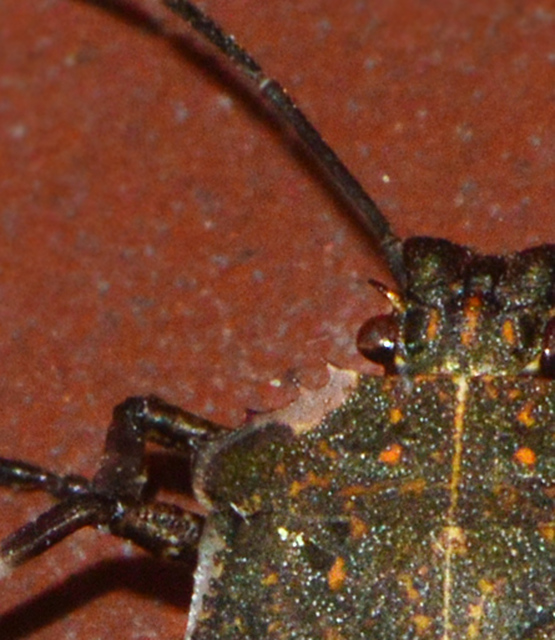 halyomorpha halys - Halyomorpha halys