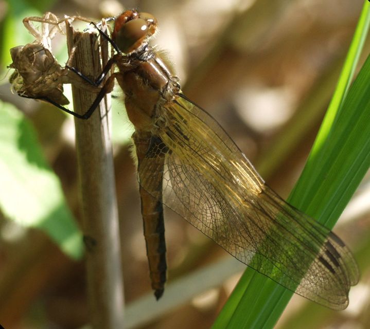 Libellula fulva - kisfoltos laposacsa