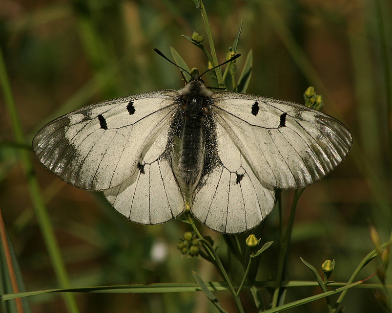 Parnassius mnemosyne - kis apollólepke