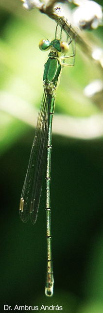 Lestes virens vestalis - kis rablószitakötő