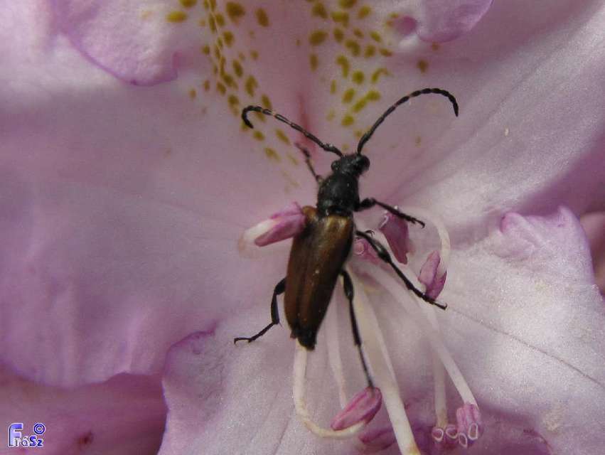 Stictoleptura maculicornis - tarkacsápú virágcincér