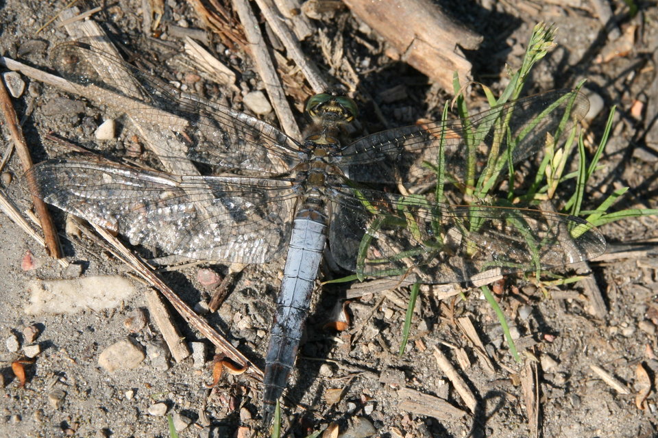 Orthetrum cancellatum - feketefarkú pásztorszitakötő