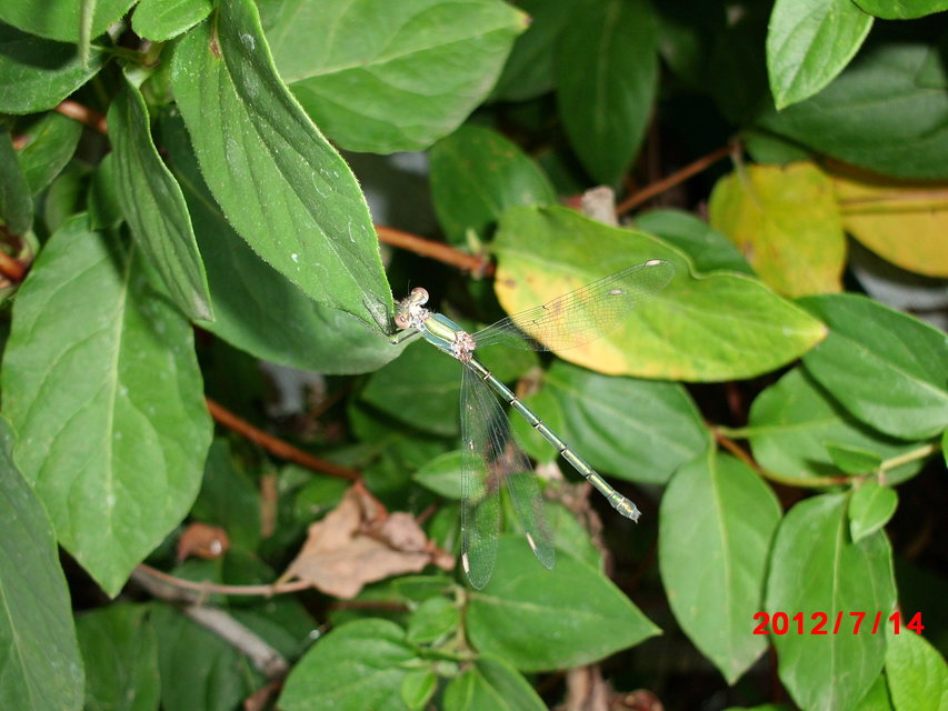 Chalcolestes viridis/parvidens
