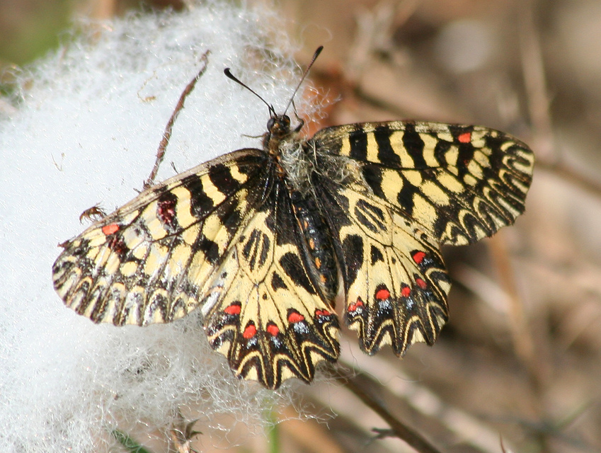 Zerynthia polyxena - farkasalmalepke