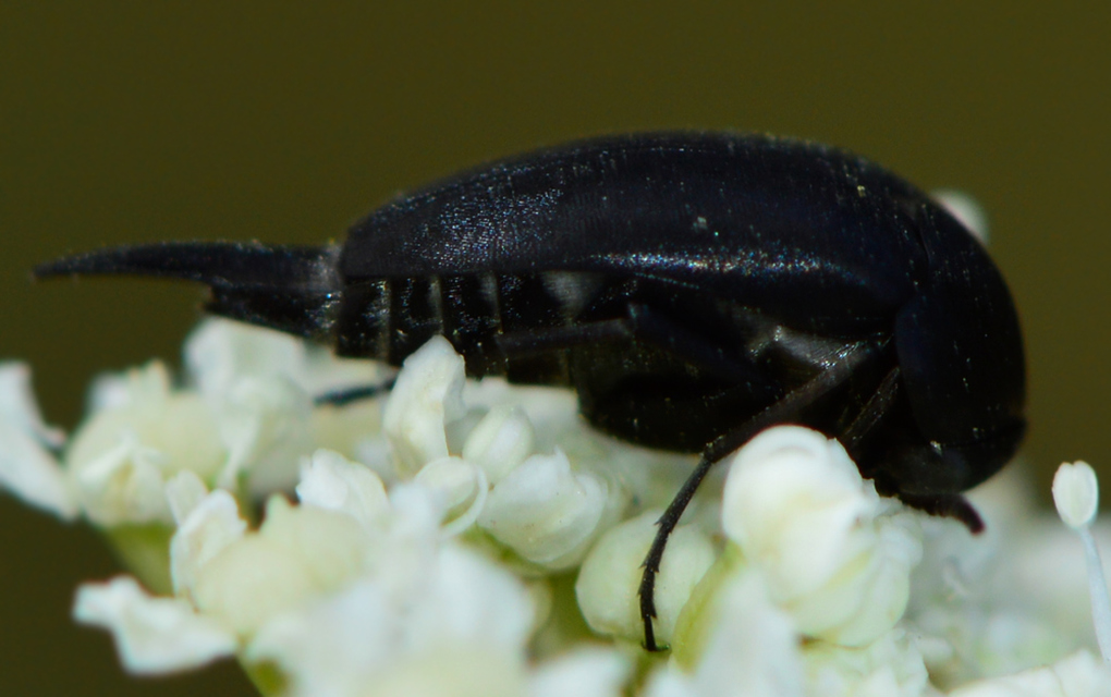 Mordellidae - marókafélék
