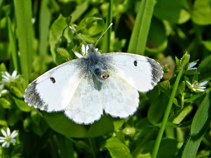 Anthocharis cardamines - hajnalpírlepke