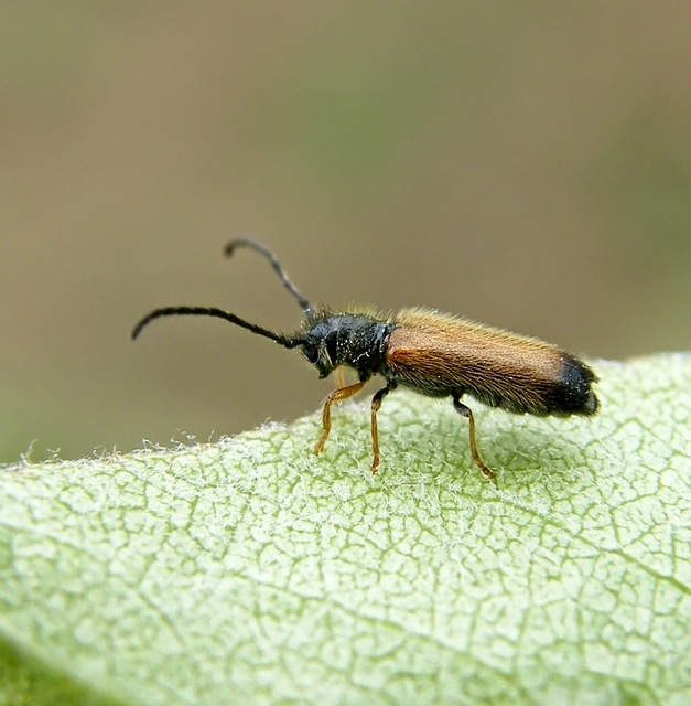 Tetrops praeustus - közönséges négyszeműcincér