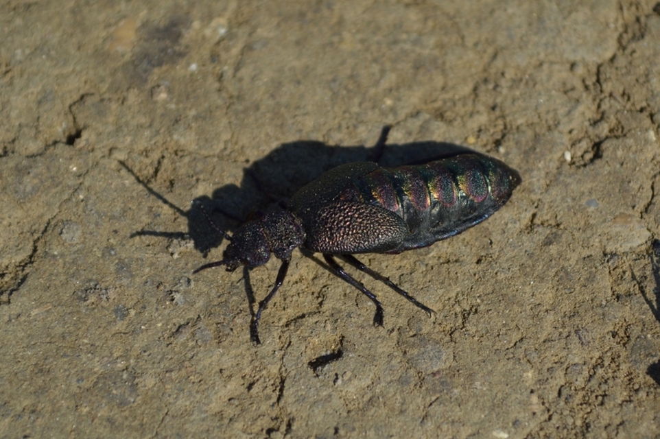Meloe variegatus - pompás nünüke