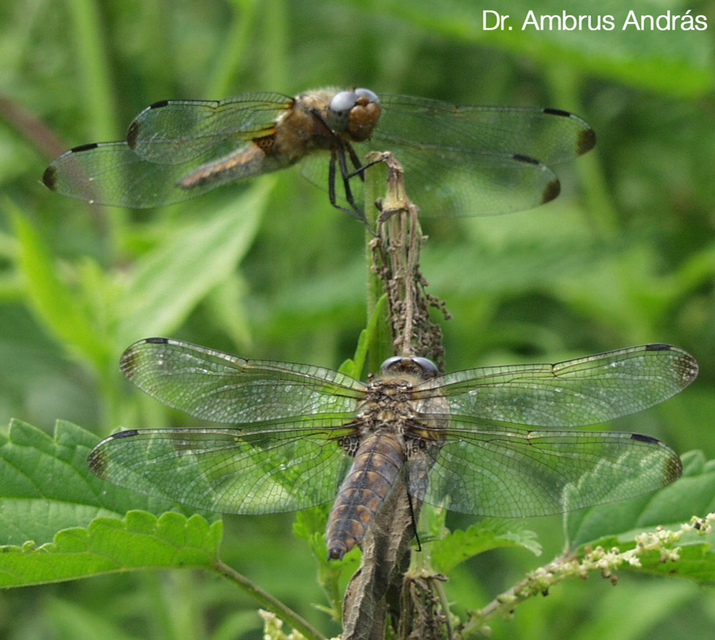 Libellula fulva - kisfoltos laposacsa