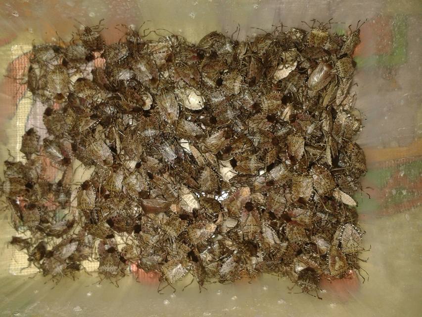 halyomorpha halys - Halyomorpha halys