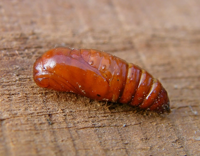 Hyphantria cunea - amerikai fehér medvelepke