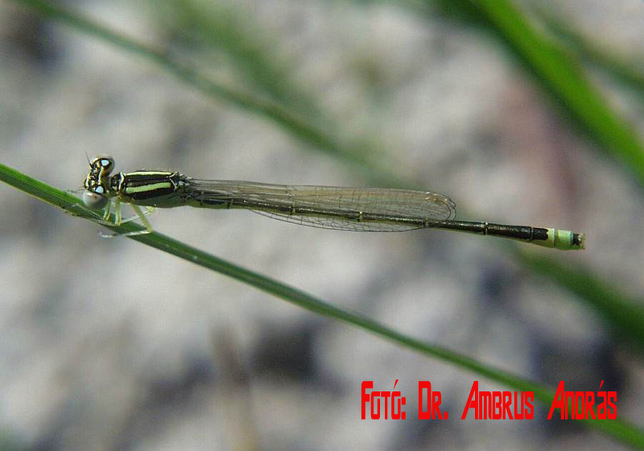 Ischnura pumilio - apró légivadász Ischnura pumilio - apró légivadász