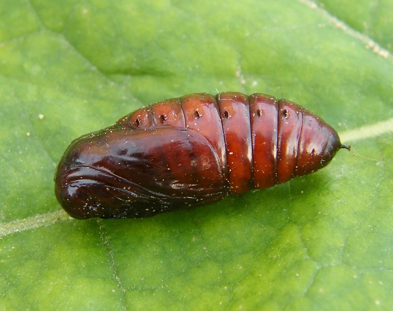 Clostera anachoreta - tarka levélszövő