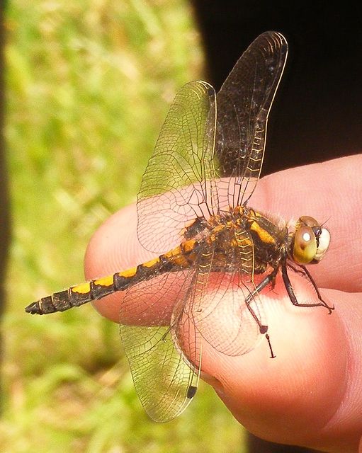 Leucorrhinia pectoralis - lápi álarcos-szitakötő