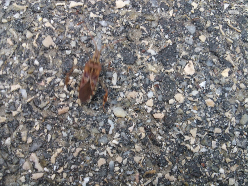 Leptoglossus occidentalis - nyugati levéllábú poloska Leptoglossus occidentalis - nyugati levéllábú poloska