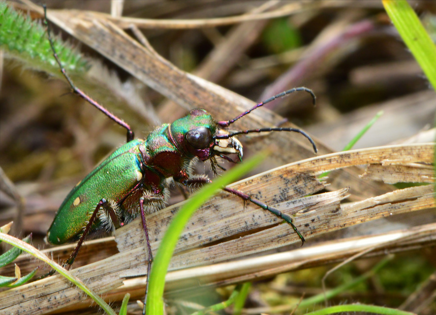 Cicindela campestris - mezei homokfutrinka