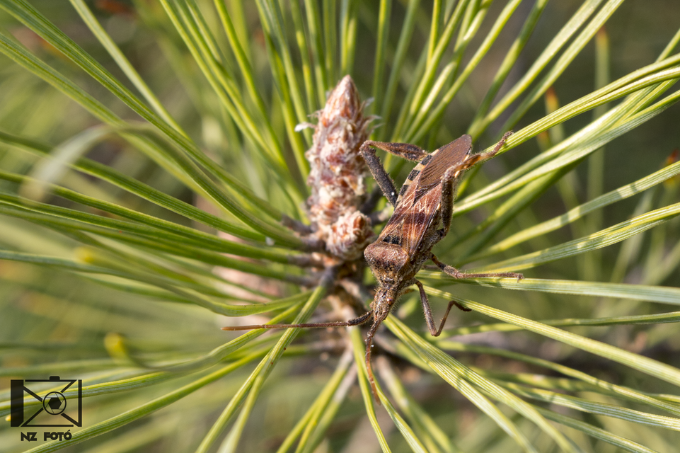 Leptoglossus occidentalis - nyugati levéllábú poloska