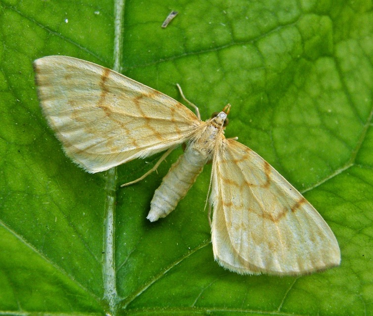 Eulithis pyraliata - sárga galajaraszoló