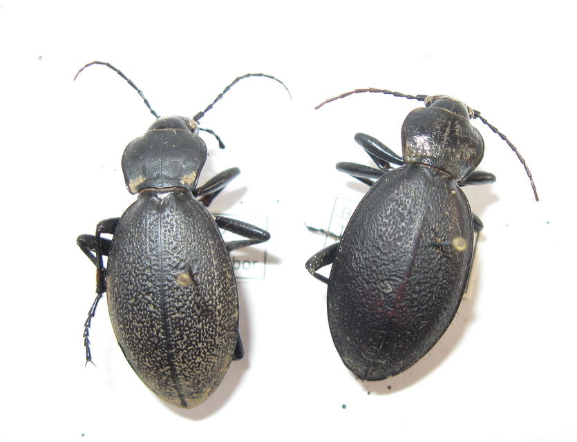 Carabus coriaceus - bőrfutrinka Carabus coriaceus - bőrfutrinka