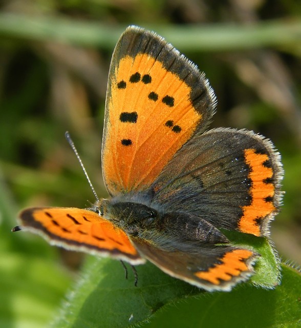 Lycaena phlaeas - közönséges tűzlepke