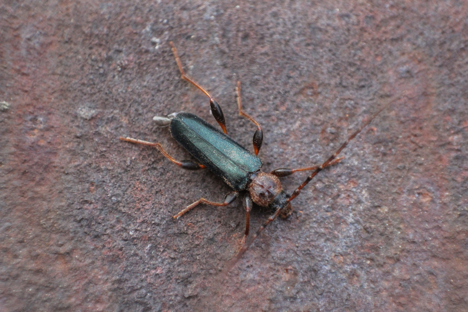 Phymatodes testaceus - változékony korongcincér