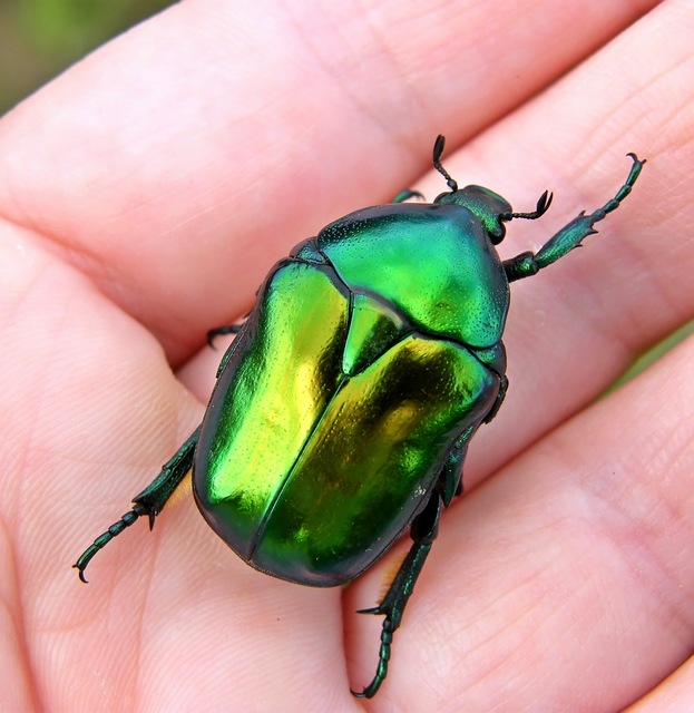 Protaetia speciosissima - pompás virágbogár