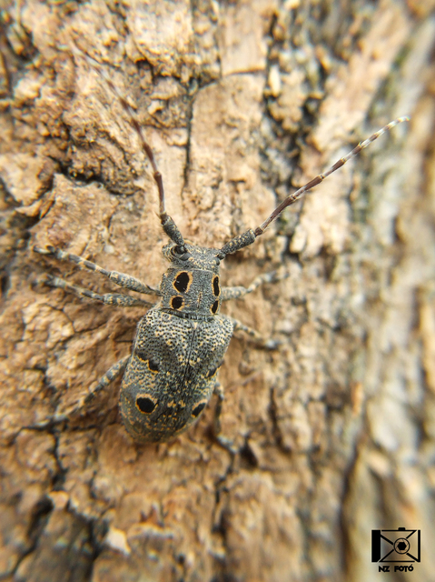Mesosa curculionoides - szemfoltos cincér Mesosa curculionoides - szemfoltos cincér