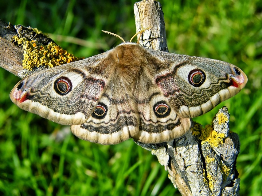 Saturnia pavoniella/pavonia