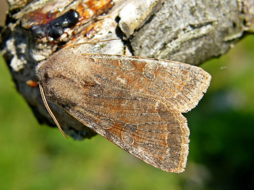 Orthosia incerta - változékony barkabagoly
