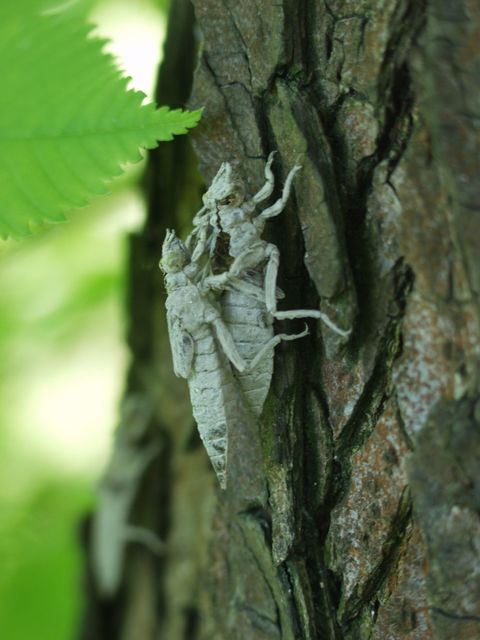 Gomphus vulgatissimus - feketelábú folyami-szitakötő