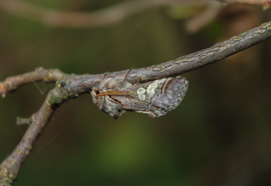 Diloba caeruleocephala - őszi kékesbagoly
