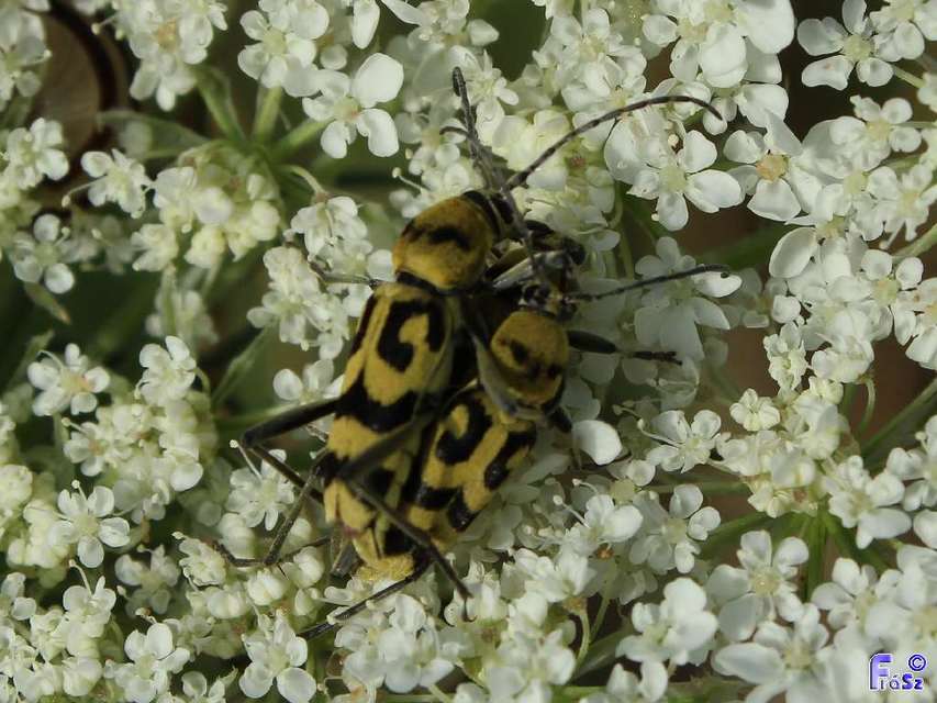 Chlorophorus varius - díszes darázscincér Chlorophorus varius - díszes darázscincér
