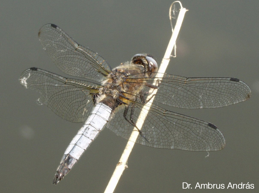 Libellula fulva - kisfoltos laposacsa