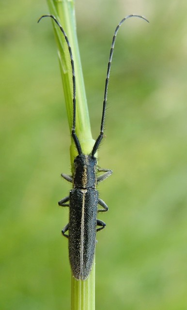 Agapanthia cardui - sávos bogáncscincér