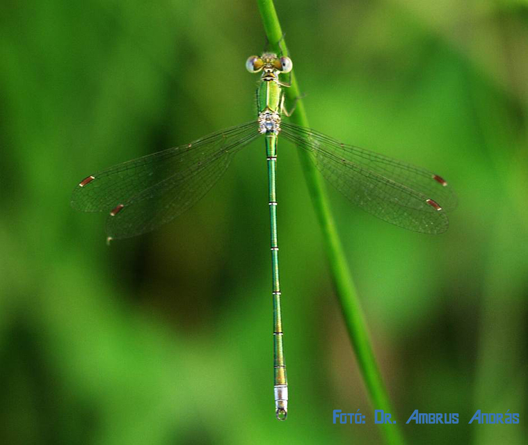 Lestes virens vestalis - kis rablószitakötő