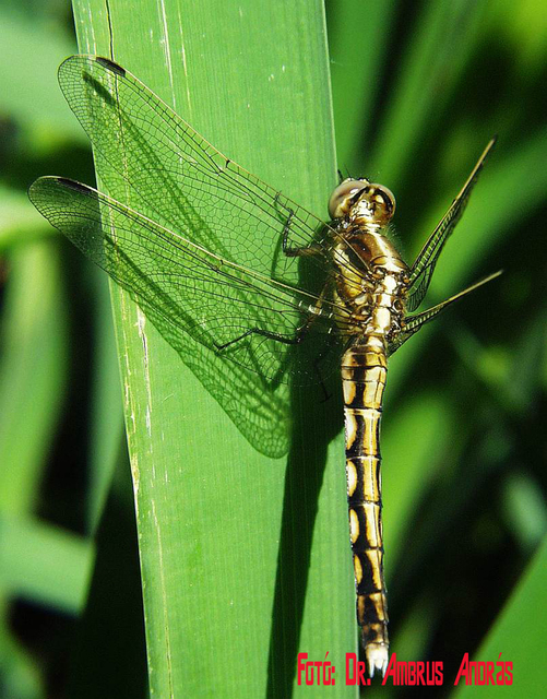 Orthetrum albistylum - fehérfarkú pásztorszitakötő Orthetrum albistylum - fehérfarkú pásztorszitakötő