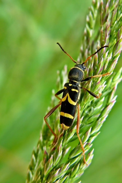 Clytus arietis - közönséges darázscincér