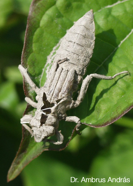 Gomphus vulgatissimus - feketelábú folyami-szitakötő