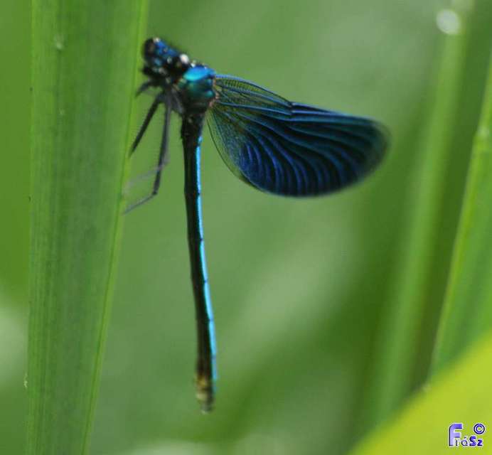 Calopteryx splendens - sávos szitakötő