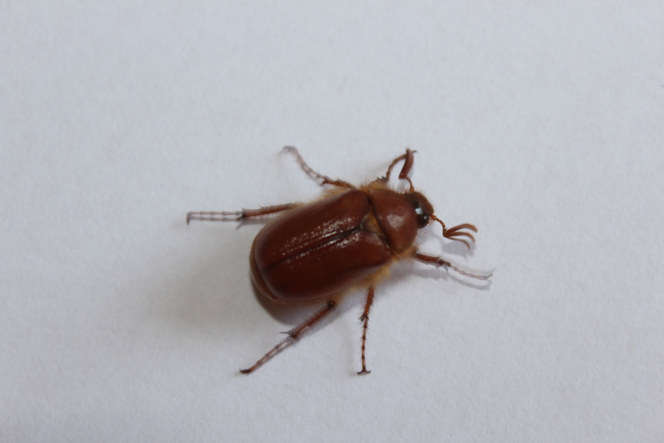 Holochelus aequinoctialis - tavaszeleji cserebogár